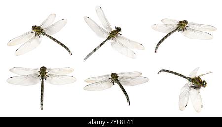 Dragonfly isolated on white, collage. Flying insect Stock Photo