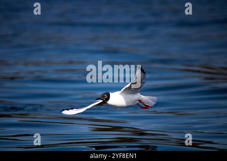 Seagull above water Stock Photo