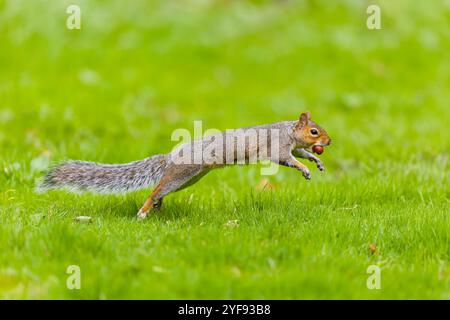 Eastern grey squirrel Sciurus carolinensis, introduced species, adult running on grass with Sweet chestnut Castanea sativa, fruit in mouth, Suffolk, E Stock Photo