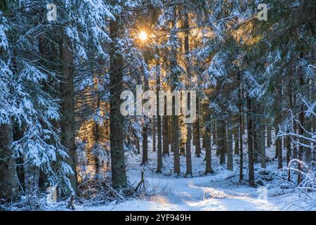 Sunbeams in a wintry forest Stock Photo