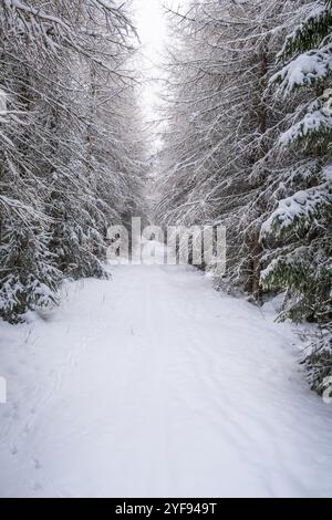 Hiking trail in a wintry forest Stock Photo
