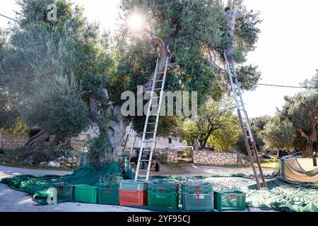 Locals, farmers using ladders while harvesting, hand picking olives on olive tree in olive gardens of Lun, a small village on Pag island, Croatia Stock Photo