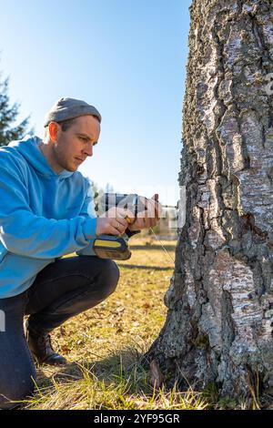 Close-up of a man using a cordless drill on a birch tree for sap tapping during a sunny day in the countryside. Stock Photo