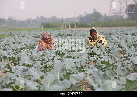 Dhaka, Bangladesh. 02nd Nov, 2024. Farmers worksin a vegetable field in Manikganj on the outskirts of Dhaka, Bangladesh on November 2, 2024. Photo by Habibur Rahman/ABACAPRESS.COM Credit: Abaca Press/Alamy Live News Stock Photo