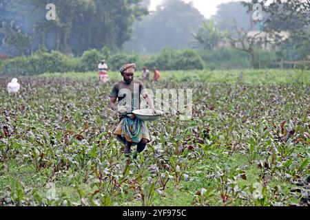 Dhaka, Bangladesh. 02nd Nov, 2024. Farmers worksin a vegetable field in Manikganj on the outskirts of Dhaka, Bangladesh on November 2, 2024. Photo by Habibur Rahman/ABACAPRESS.COM Credit: Abaca Press/Alamy Live News Stock Photo