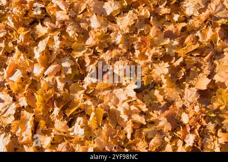Fallen dry maple leaves are lying on the ground. Autumn background Stock Photo