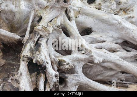 an old tree stump without bark in gray color Stock Photo