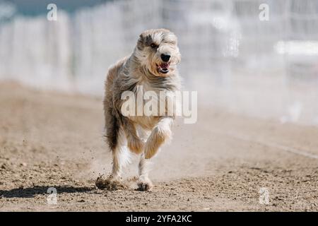 Berger Picard Picardy Shepherd Running Lure Course Dog Sport Stock Photo