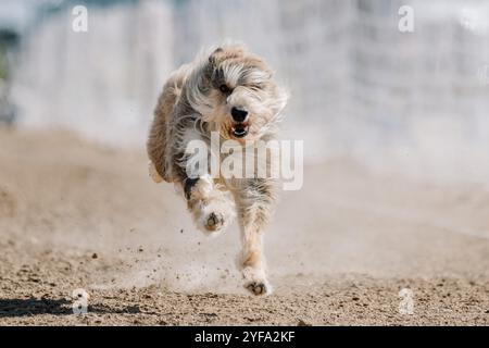 Berger Picard Picardy Shepherd Running Lure Course Dog Sport Stock Photo