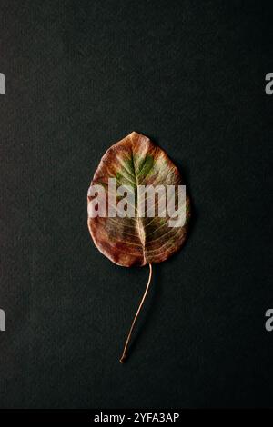 Dry leaf on the black background Stock Photo