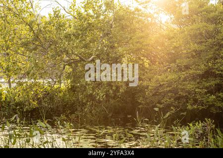 Evening sun shining through lush greenery on the lake Stock Photo