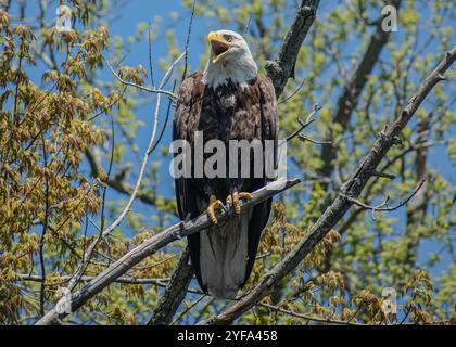 bald eagle perched on a branch Stock Photo