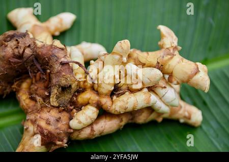 Close-up view of fresh finger root on leaf Stock Photo