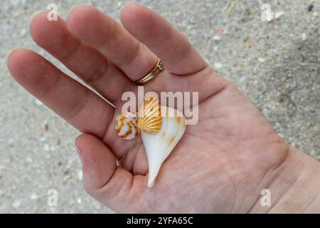 Hand holding three small seashells on sandy beach background Stock Photo