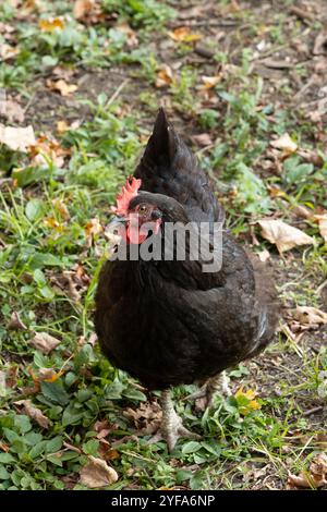 Black hen standing on leafy ground in an outdoor setting Stock Photo