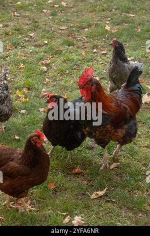 Group of chickens standing on grass in a natural outdoor setting Stock Photo