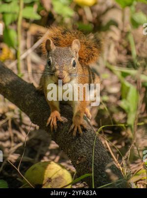 red squirrel on a branch Stock Photo