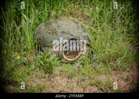 snapping turtle in grass Stock Photo