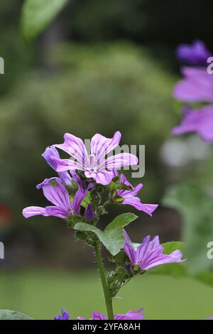 Mauve des bois hi-res stock photography and images - Alamy