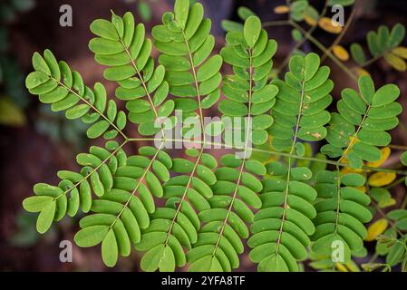 Pride-of-Barbados ( Caesalpinia pulcherrima ) - Kampala Uganda Stock Photo