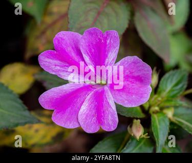 Busy lizzy ( Impatiens walleriana ) - Kampala Uganda Stock Photo