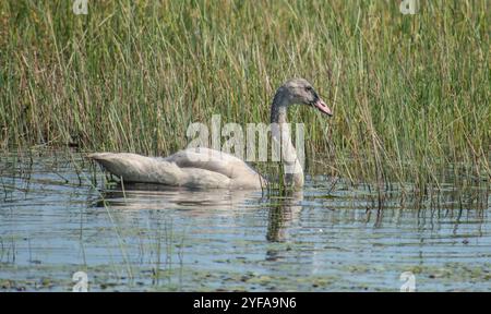 Young swan swimming among reeds Stock Photo