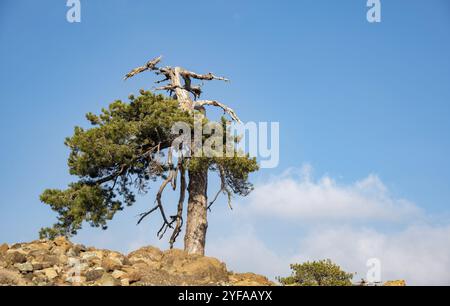 Lonely forest pine tree against cloudy sky in the forest. Copy space for text Stock Photo