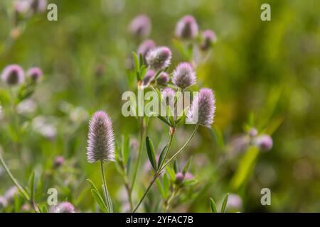 Trifolium arvense closeup. Fluffy clover in a meadow. Summer flora growing in the field. Colorful bright plants. Selective focus on the details, blurr Stock Photo