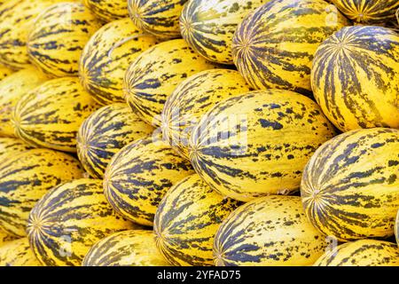 Closeup view of fresh melons. Good harvest of cucumis melo Stock Photo