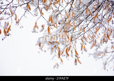 snow covered foliage of linden tree. closeup view. beautiful nature background in late autumn. winter is coming. cold weather Stock Photo