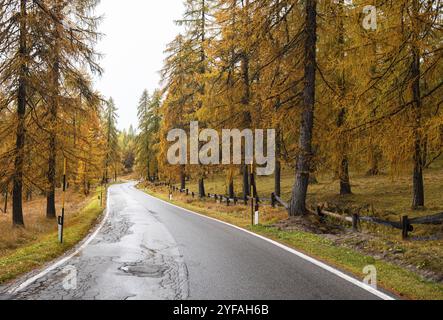 Idyllic and beautiful empty rural road passing through the Italian alpine alps mountains with yellow pine trees during autumn Stock Photo