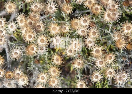Close up of dry flowers. Nature flower bright background. Phagnalon rupestre plants in summer Stock Photo