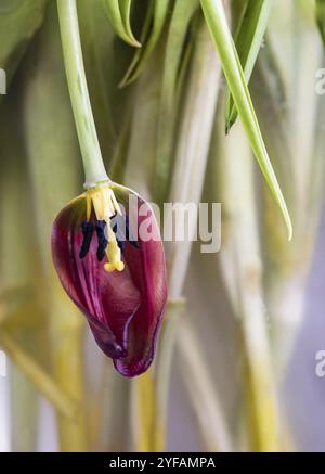 Dry wilted tulip flower on a vase and leaves on the ground against grey background. Large flower buds Stock Photo