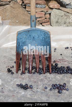 Shovel and Black fresh grapes collected and ready to go to winery for producing wine red wine Stock Photo