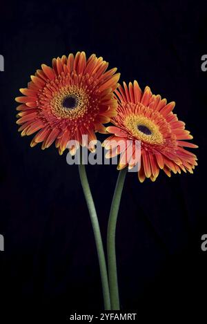 Fresh Daisy flower blossom isolated on black background Stock Photo