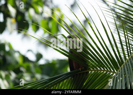 bird of prey yellow billed kite Milvus aegyptius Milvus migrans perched among palm trees in a tropical location Stock Photo