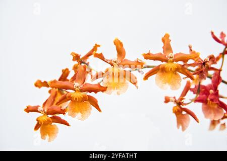 “Close-up of vibrant orange orchids on a white background. Ideal for nature, botanical, and decor projects, showcasing the exotic beauty Stock Photo