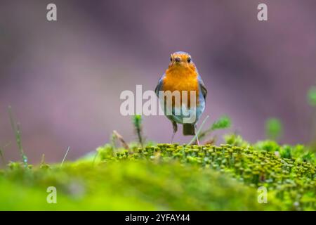 Close-up of a European robin Erithacus rubecula foraging in a forest Stock Photo