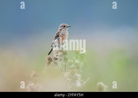 Stonechat, Saxicola rubicola, juvenile bird close-up singing in the morning sun Stock Photo