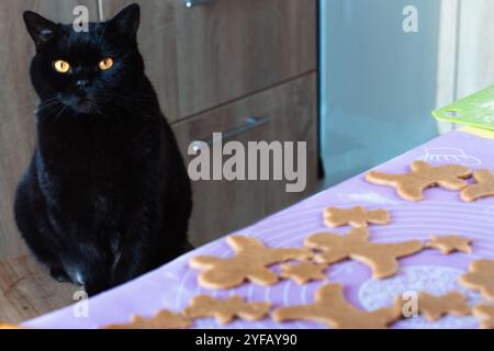 Black cat on chair looking at Christmas cookies on table. Funny kitten with Christmas gingerbread cookies. Cinnamon pastry in funny shapes with pet Stock Photo