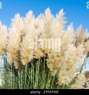 Fluffy cream pampas grass plumes against a clear blue sky in bright sunlight Stock Photo
