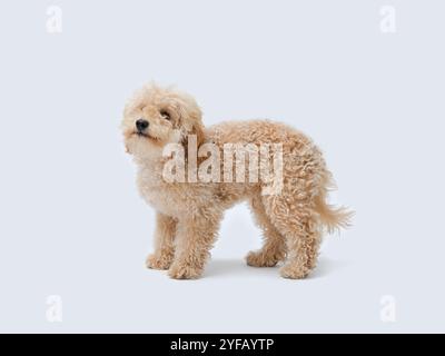 A cute and very happy fluffy (hairy) apricot (blonde, ginger, sandy ...