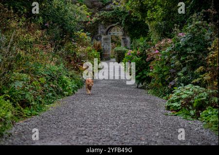 Cat walking in a garden Stock Photo