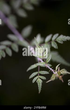 Closeup of foliage of ghost bramble (Rubus thibetanus) in a garden in autumn Stock Photo