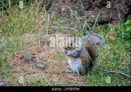 European squirrel on the ground Stock Photo