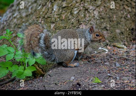 European squirrel on the ground Stock Photo