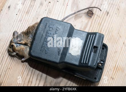 Caught mouse in mouse trap Stock Photo