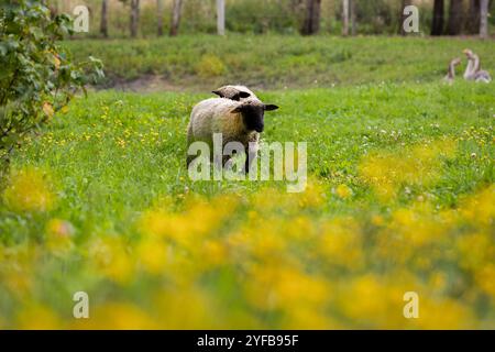Two sheep grazing in a grassy field, with vibrant yellow wildflowers and geese in the background. Stock Photo
