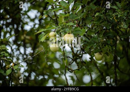 Green apples hanging from branches, surrounded by leafy green foliage, on a tree. Stock Photo