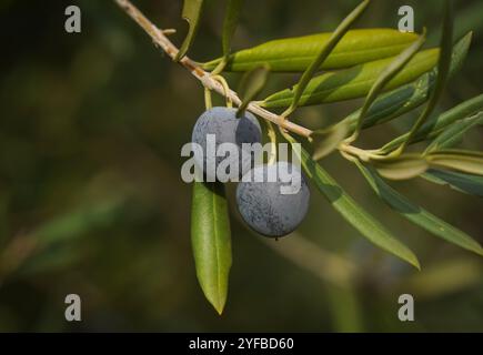 Ripe black olives on tree, Spain. Stock Photo